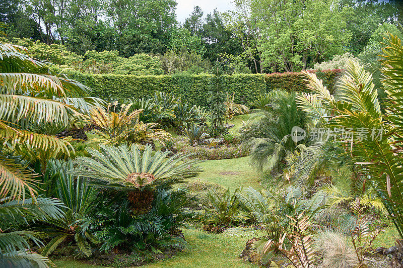 葡萄牙亚速尔群岛圣米格尔的异国植物园“Terra Nostra”中的苏铁或Sagu Palm